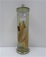 藏品(大頭紅魴鮄)的圖片